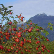 WOO World of Oils - WOO™ Rosehip Oil