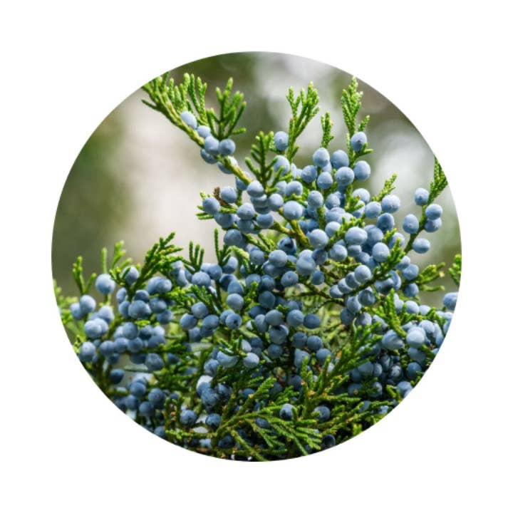 100BON - Bois de Mangrove Vegan Natural Perfume | 30ml