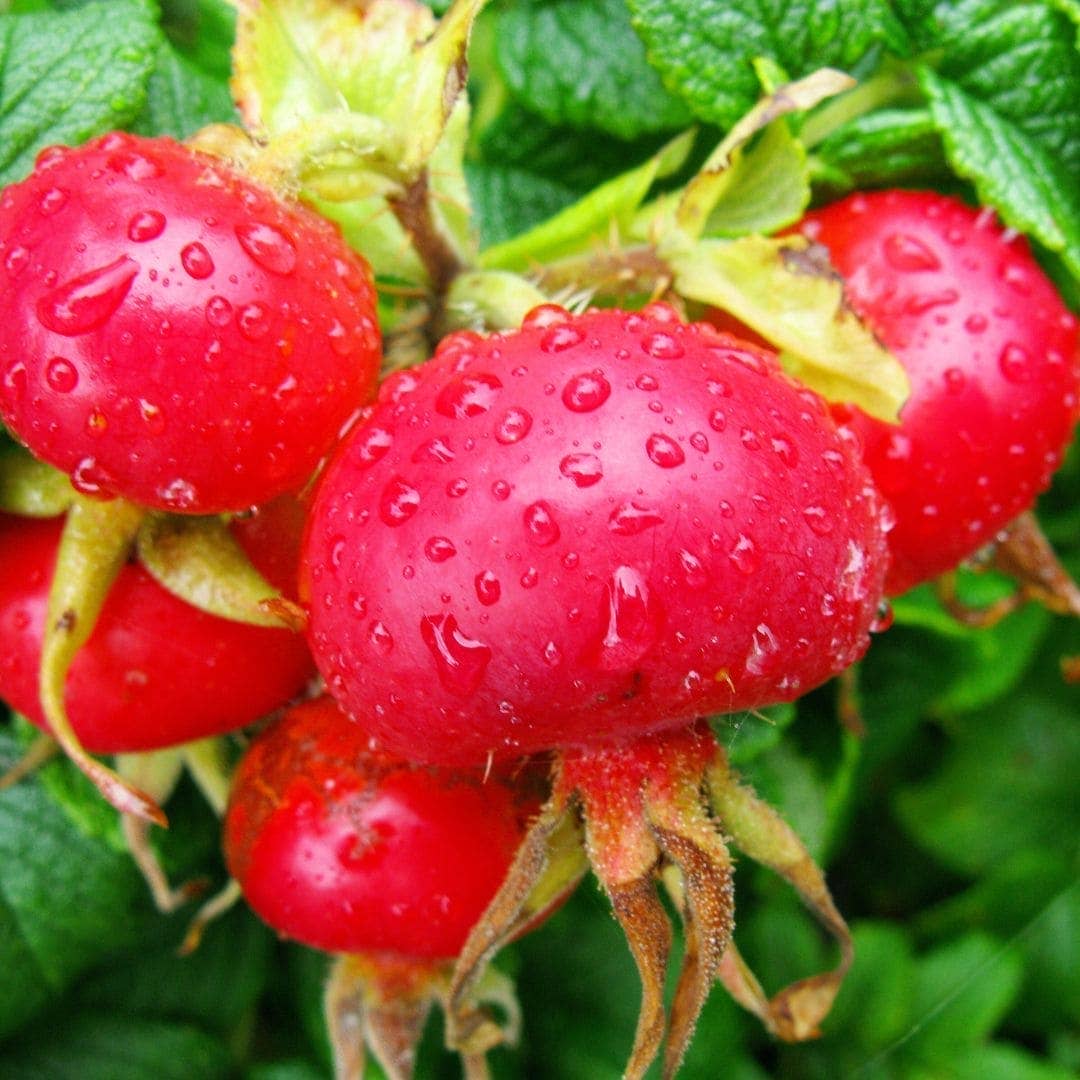 WOO World of Oils - WOO™ Rosehip Oil