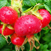WOO World of Oils - WOO™ Rosehip Oil