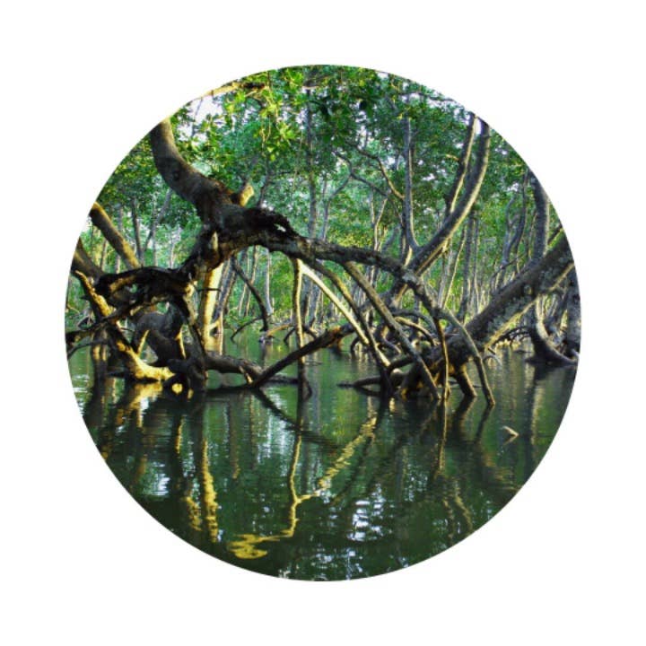 100BON - Bois de Mangrove Vegan Natural Perfume | 30ml