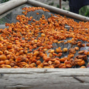 WOO World of Oils - WOO™  Blue Tansy + Apricot Oil